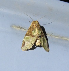 Antithemerastis acrobela