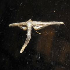 Meskea dyspteraria