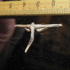 Meskea dyspteraria