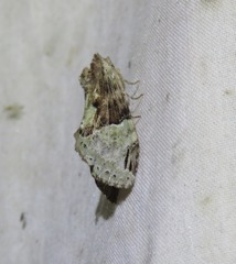 Antithemerastis acrobela