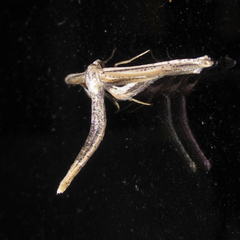 Meskea dyspteraria