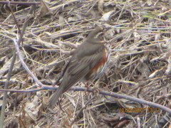 Turdus iliacus