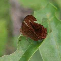 Abisara latifasciata
