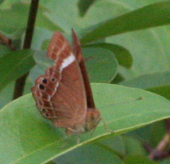 Abisara latifasciata
