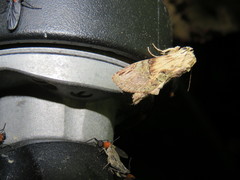 Antithemerastis acrobela