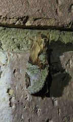 Antithemerastis acrobela