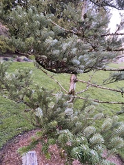 Abies koreana