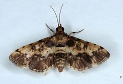 Nacoleia amphicedalis