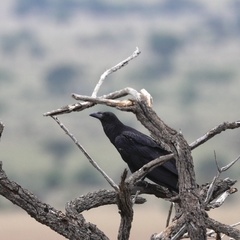 Corvus rhipidurus