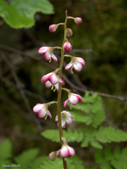 Pyrola asarifolia asarifolia