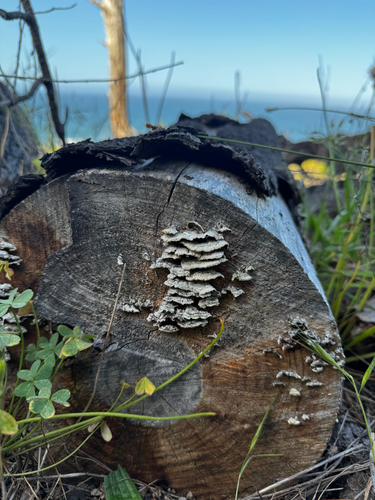 iNaturalist observation photo of Mushrooms, Bracket Fungi, Puffballs, and Allies
