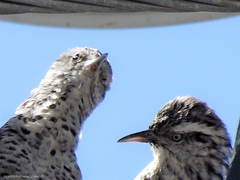 Campylorhynchus nuchalis