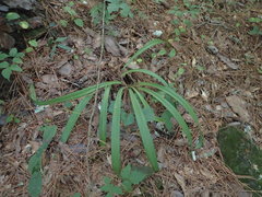 Hymenocallis occidentalis