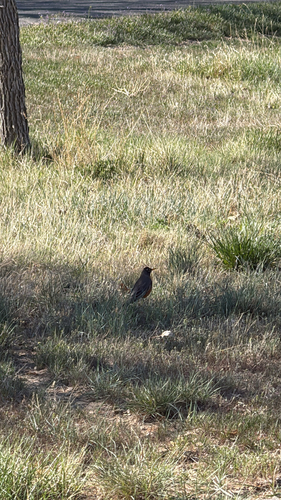 American Robin