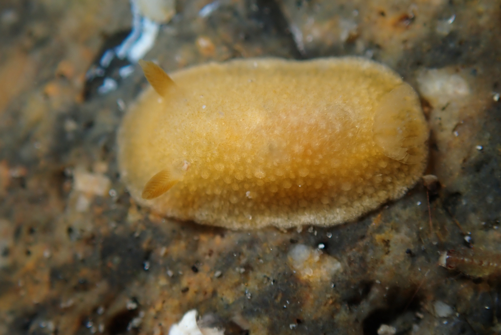 Picken's Dorid