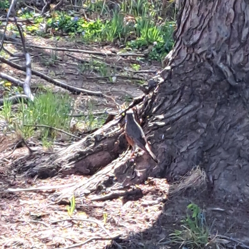 American Robin