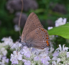Satyrium titus