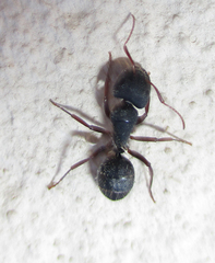 Camponotus olivieri