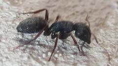 Camponotus olivieri