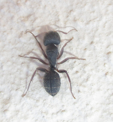 Camponotus olivieri