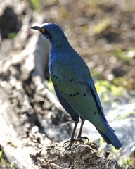 Greater Blue-Eared Starling photo 3