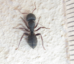 Camponotus olivieri