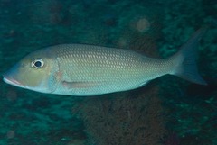 Lethrinus rubrioperculatus