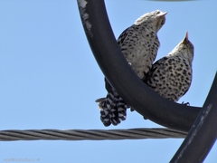 Campylorhynchus nuchalis