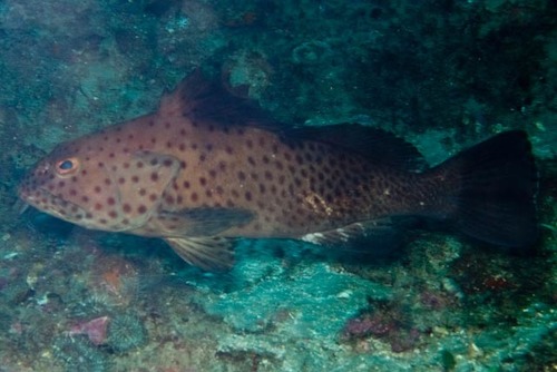 Langstekel-tandbaars (Epinephelus longispinis) — Serranidae