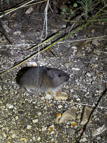 iNaturalist observation photo of Rodents
