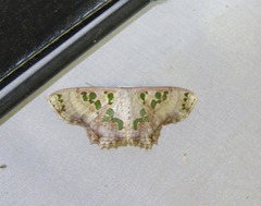 Scopula parvimacula