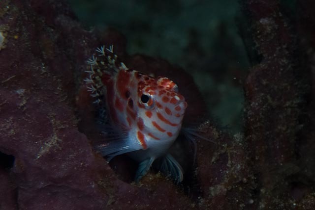 Spotted hawkfish