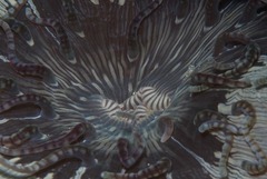 Heteractis aurora