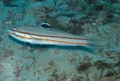 Valenciennea helsdingenii