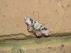 Scopula parvimacula