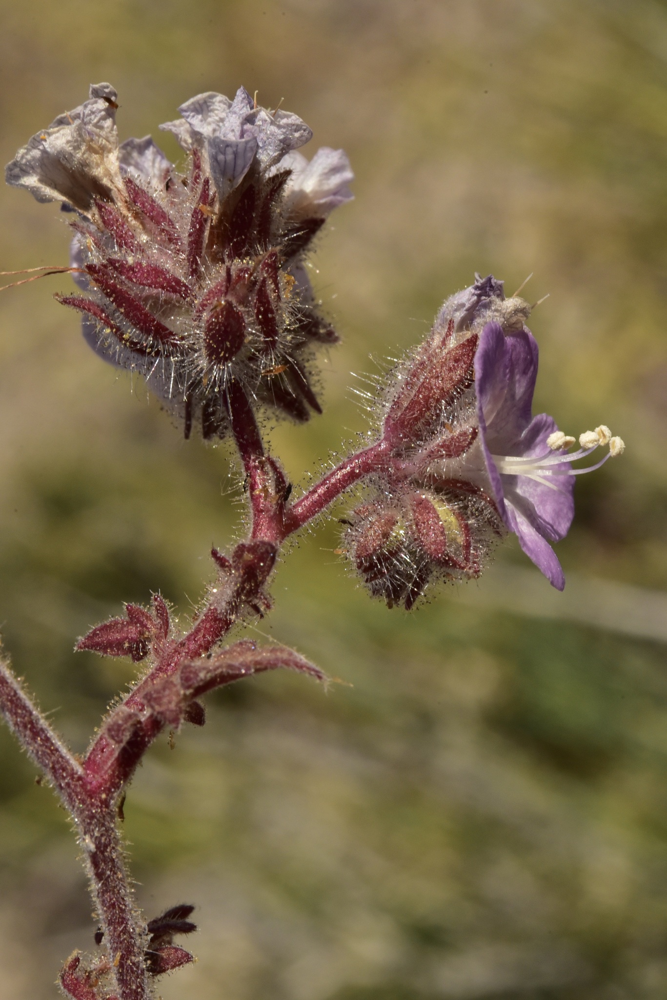 Phacelia vallis-mortae var. vallis-mortae