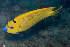 Apolemichthys trimaculatus