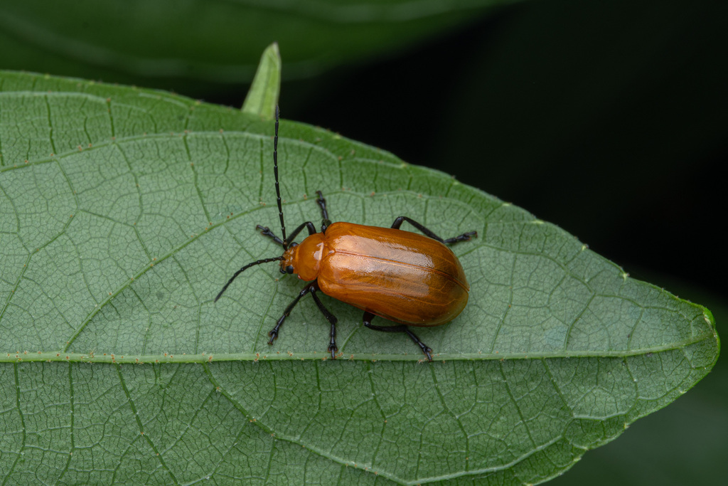 Siemssenius rufipennis