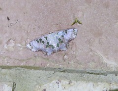 Scopula parvimacula