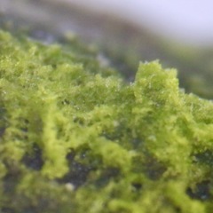 Desmococcus