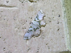 Scopula parvimacula