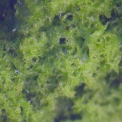 Desmococcus