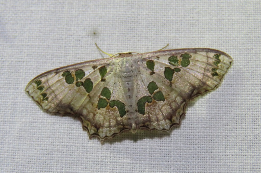Scopula parvimacula