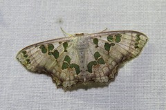 Scopula parvimacula