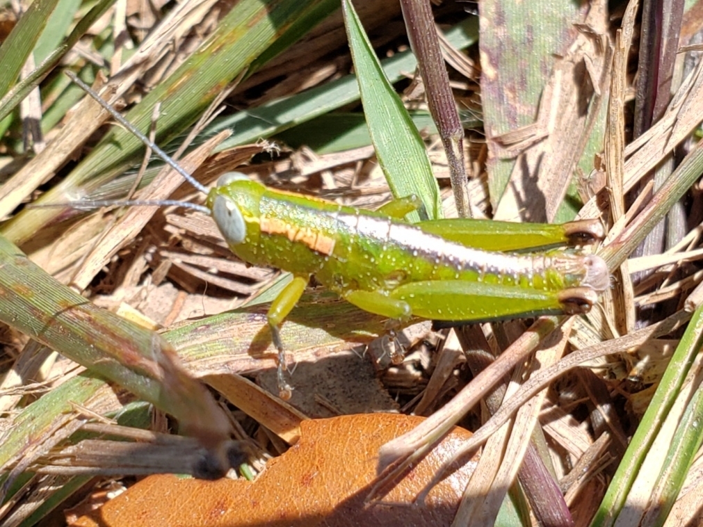 Wingless Florida Grasshopper