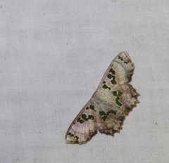Scopula parvimacula