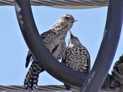 Campylorhynchus nuchalis