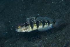 Amblygobius sphynx
