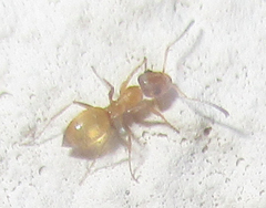 Tapinolepis trimenii