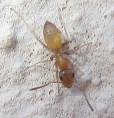 Tapinolepis trimenii